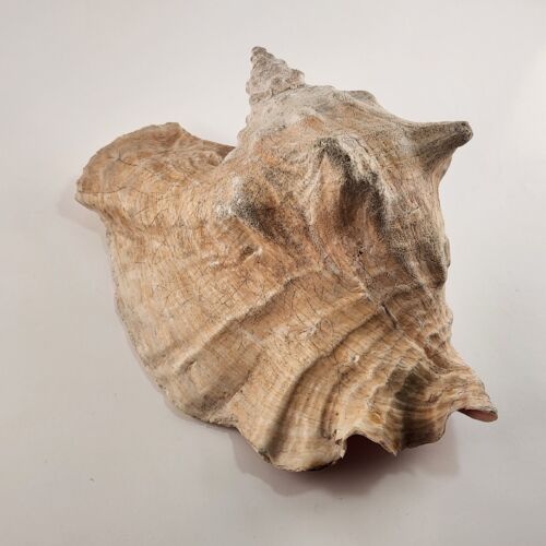 Gallo Conch Shell Beach decorazione fondo marino conchiglia 9" x 7 pollici - Foto 3 di 7