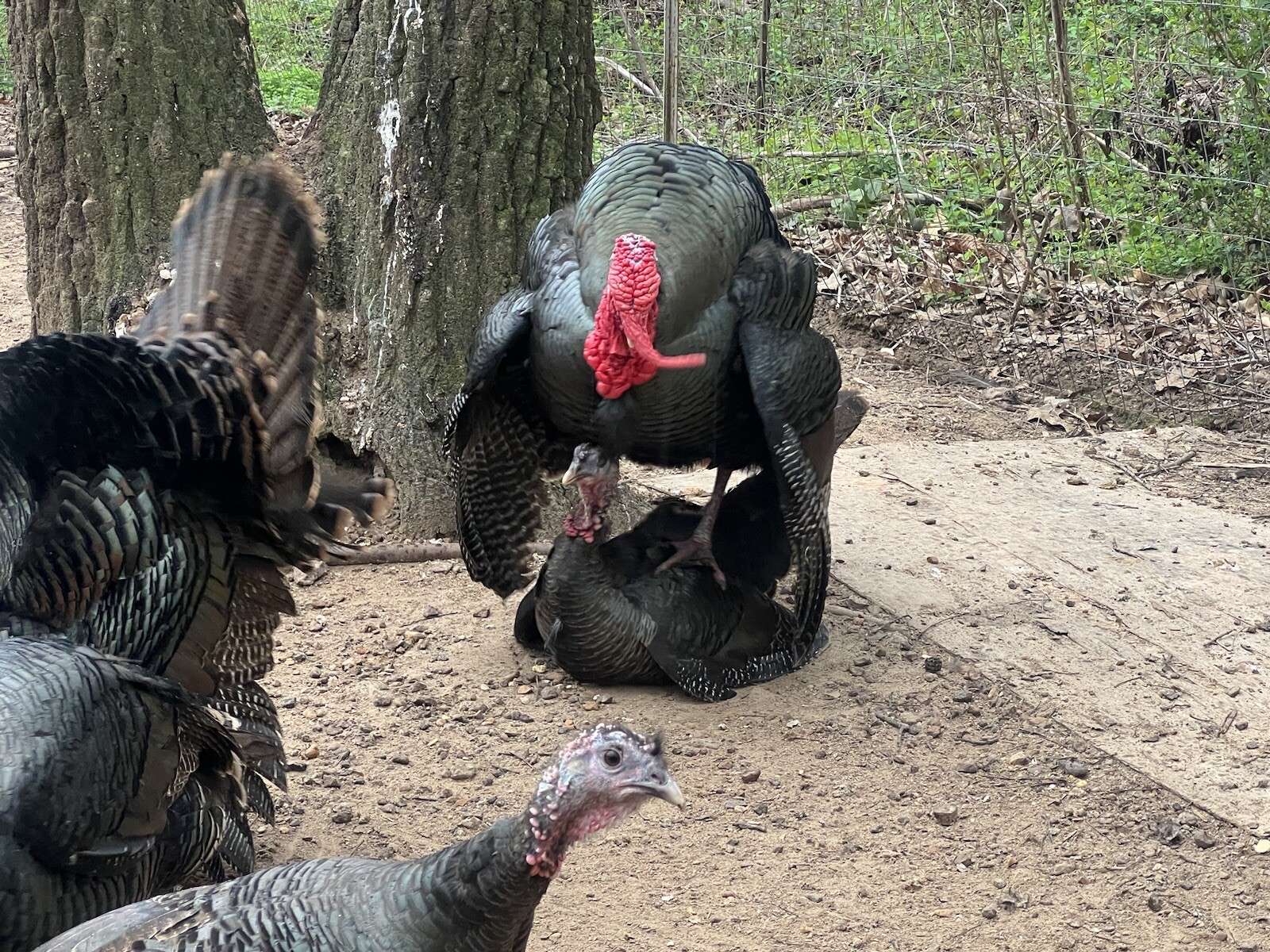 12 (+) EASTERN WILD TURKEY HATCHING EGGS eBay