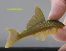 L200 HI FIN GREEN PHANTOM PLECO WICKED LOOKING HEALTHY LIVE FISH WC 6-8 CM