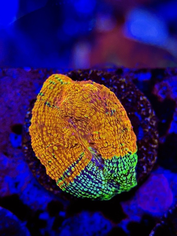 TNTcoral Riptide Rush Chalice-WYSIWYG-Zoa-Frag-Live Coral-Saltwater-Reef-LPS-SPS