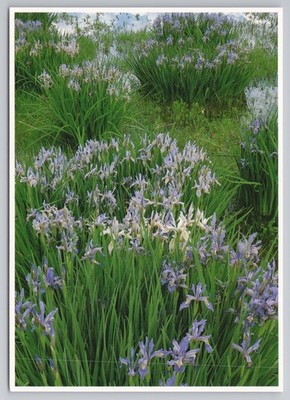 Rocky Mountain Iris Meadow Blooms Colorado c1990s Postcard