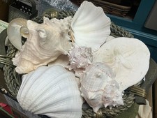 Huge Lot Mixed Large And Small Seashells 12 LB Crafts Decor Beach Nautical