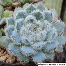 Rare Echeveria Setosa v. Deminuta Seeds - 20 Pack: Unveil Exotic Beauty garden