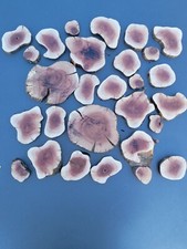 25pcs Manzanita slices burl ,slabs live edge wood crafts aquarium Diy epoxy 1