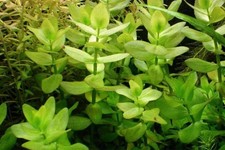 Live Bacopa Aquarium Plants   10 Stems   Easy Beginner Plant   Fast Grow