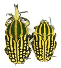 Unmounted beetle/Cetoniidae - Chelorrhina savagei, PAIR 2