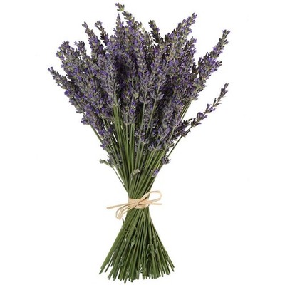 Natural Lavender Bundles Freshly Harvested Dried Lavender Bunch 200+ Stems