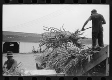 Dakota County Minnesota Brandtjen Dairy Farm 1939 Corn Silage Barn Silo Work