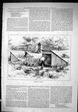 Antique Old Print Sporting Dramatic News 1880 Pheasant Rearing Bords Cockerel