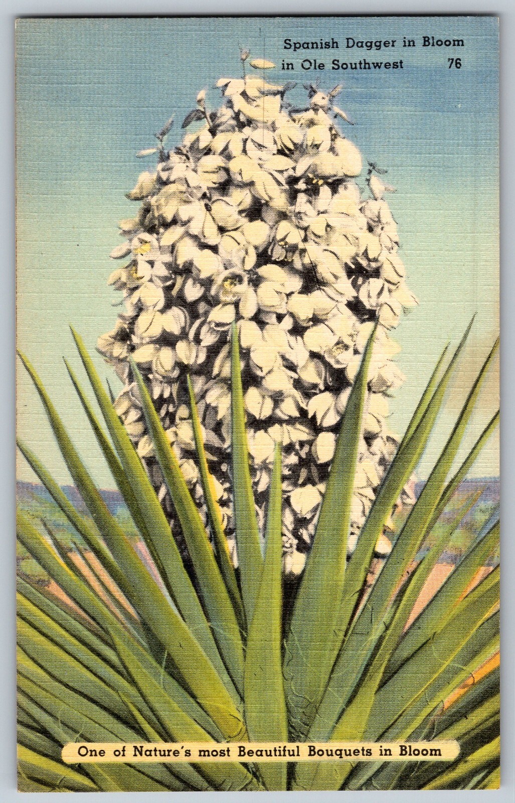 Daga Española en Flor en Ole Suroeste - Ramos en Flor - Postal Vintage