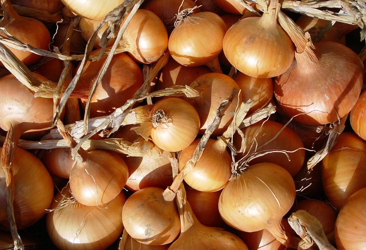 Cebolla gigante de Stuttgart YELLOW CEBOLLA GIANT 25+ semillas - semillas - semillas R 120