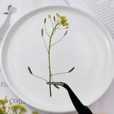 12PCS real Pressed dried tiny wild Flower with leaves and stem FHT40