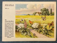 Natur-Bilder + Berliner Morgenpost + Sammelkarten + 1933+Bild  22 / 2504
