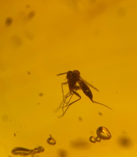 Bonito mosquito hongo fósil en 10 gramos ámbar de República Dominicana - Imagen 7 de 7