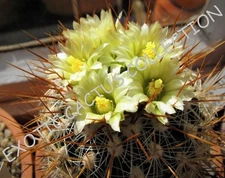 RARE STENOCACTUS ALBATUS @ exotic cacti suculent cactus rare plant seed 10 SEEDS