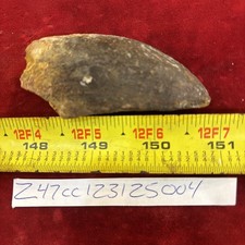 Rare Carcharodontosaurus Dinosaur Tooth T Rex Cousin 95 Mil Yrs Fossil 2 3/4”