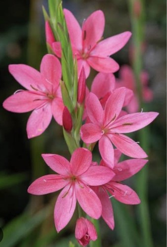 Pink Watsonia: Bulbs : $60 For 10 Bulbs: Free Postage - Picture 2 of 3