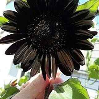 20 Black Beauty Sunflower Seeds Plants Garden Planting Colorful Rare Bonsai org