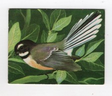 Greggs NZ aquatic birds 1974. North Island Pied Fantail