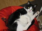 catsrformeow