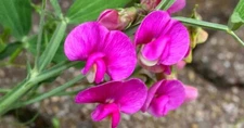 EVERLASTING SWEET PEA SEEDS LATHYRUS LATIFOLIA PERENNIAL 10 SEEDS BRIGHT PINK