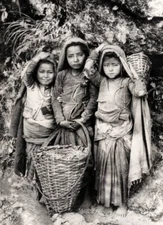 Little Girls Picking Tea In Assam India 1920 OLD PHOTO