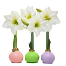 USA Set of 3 Amaryllis Waxed Bulbs Springtime Easter White Blooms No Water