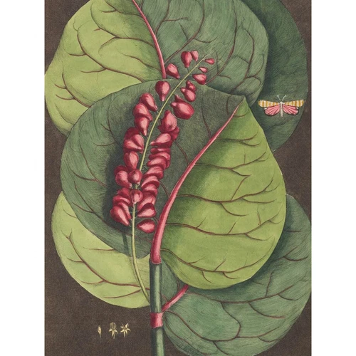 Flower Coccoloba Uvifera Seagrape Large Wall Art Print Canvas Premium Poster