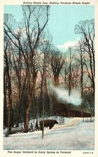 Making Maple Sugar Orchard in Early Spring in Vermont Vintage Postcard