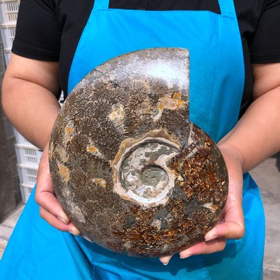 5.17LB TOP Natural Beautiful ammonite fossil conch Crystal specimen heals 2241