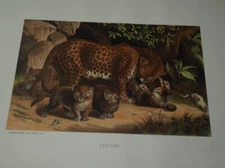 Vintage Louis Prang Chromolithograph, "Leopard", Selmar Hess Publisher