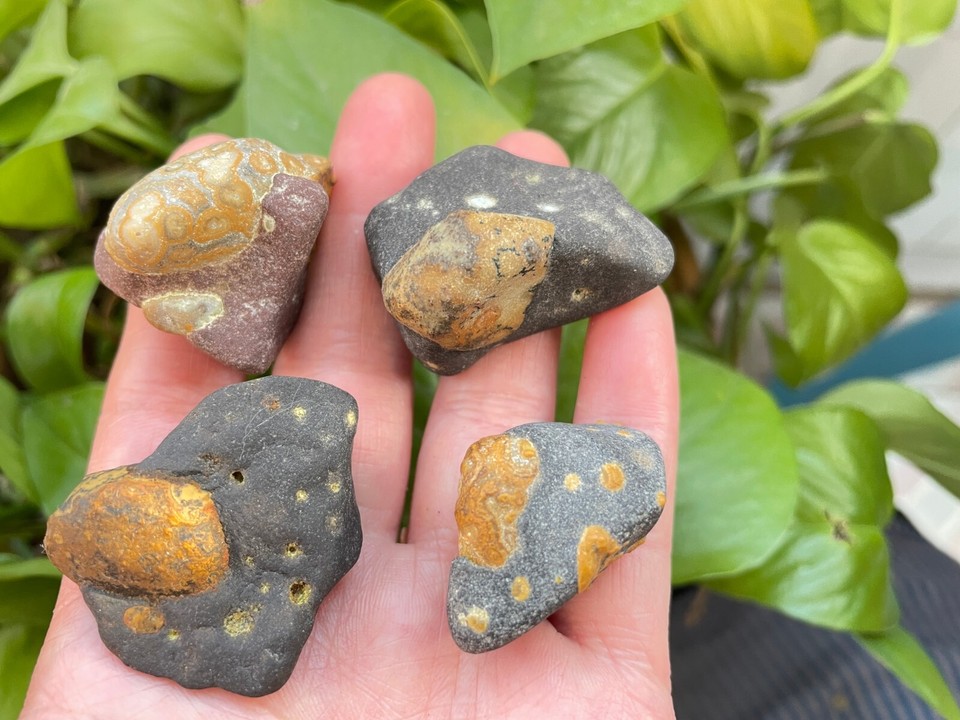 74g/4 pieces Natural Gobi eye stone in rock Suisekiviewing collection