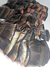 25-plus pcs- Bronze Eastern Wild Turkey Feathers 2 to 3 1/2"