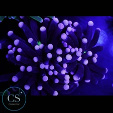 CS Malaysian Hurricane Torch - WYSIWYG LIVE CORAL