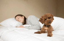 JS Fiber Invista Comforel Medium Firmness Pillow Featured at Best Western Hotels