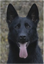 Hokkien Black German Shepherd Dog Garden 12x18 in ,