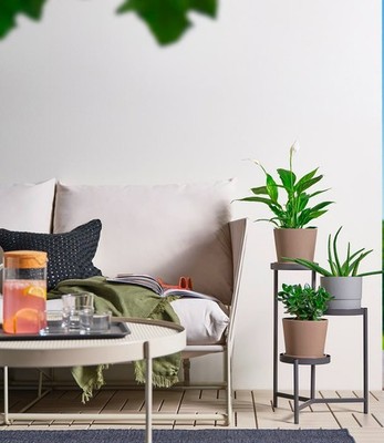 gifts and plants Plant and Pet Lover Gift Box
