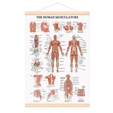 The Human Muscular System Chart Hanging Scroll Frame Canvas Print Human Anato...