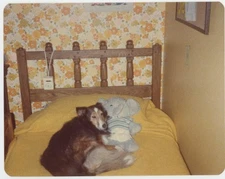 Cute Shetland Sheep Dog Hugging Plush Elephant Toy Stuffed Animal VTG Photo