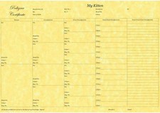 5 Generation Pedigree form Certificate Print on Quality Paper Kitten Breeder x6