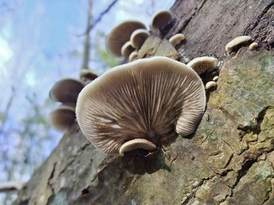 Foto 12x8 Logland Nature Reserve, Kingston upon Hull Ganstead Unidentifie c2011