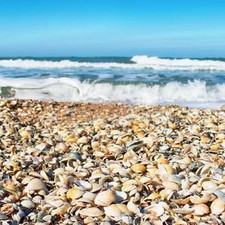 1to30kg Cockle Sea Shell Mulch Chippings Pathway Deter Weed Plants Garden Border