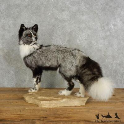 17041 EL Platinum Fox Life-Size Taxidermy Mount For Sale