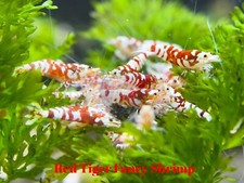 10 1 Red Tiger Mixed Grade S-SSS Live Guarantee - USA Stock
