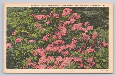 Mountain Laurel State Flower Near Ice Mine Coudersport Pennsylvania Postcard