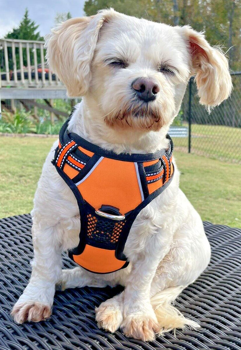 shih tzu puppy harness