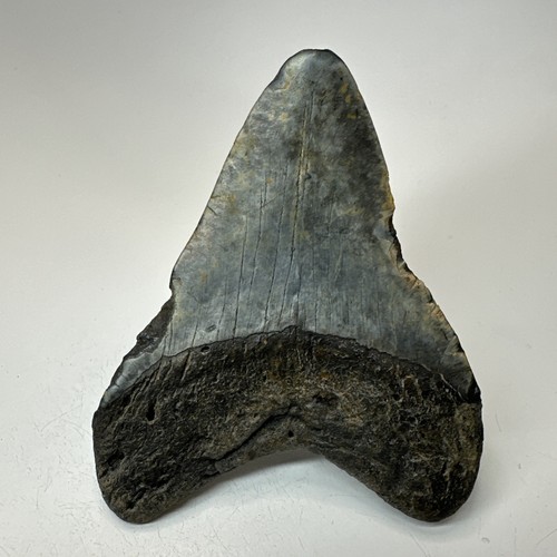 Megalodon Shark Tooth 4.50 Inch - Natural - Carolina Fossil - Authentic 19498 - Picture 4 of 8