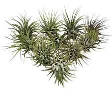 Tillandsia Ionantha Air Plant 10 Pack, Wholesale Live Air Plants Bundle