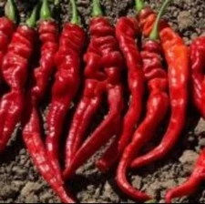 Hot Portugal Pepper Seeds (20)  / Spicy / DELICIOUS / Rare