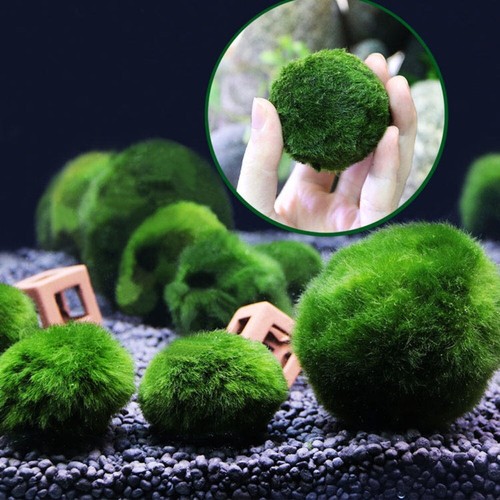 Ornamental Living Algae Aquatic Plants Green Algae Ecological Bottle Algae